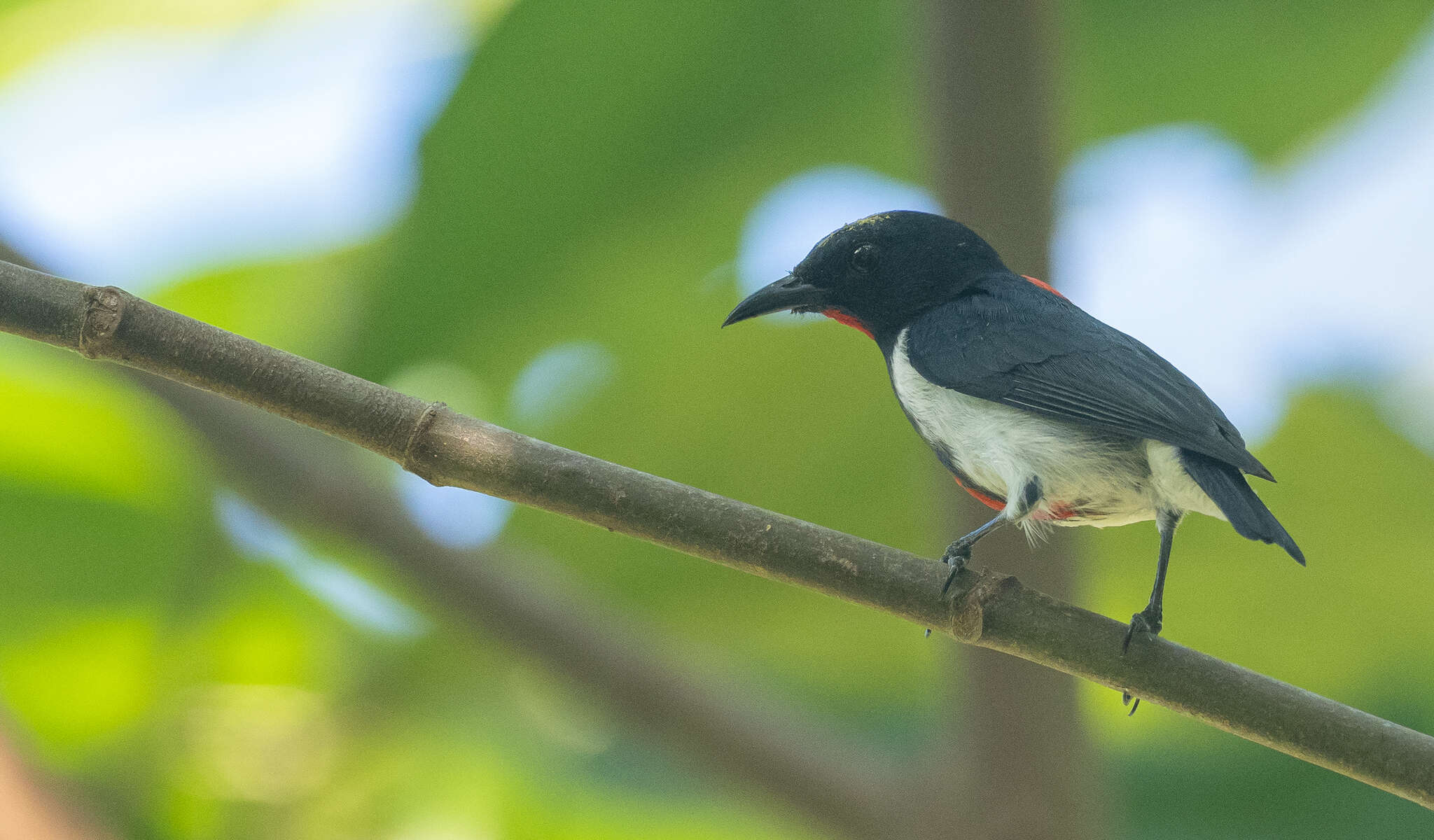 Image of Scarlet-collared Flowerpecker