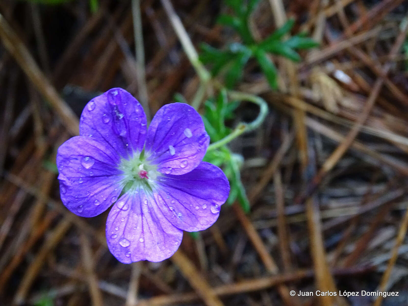 Image of Geranium potentillifolium DC.