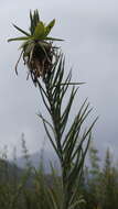 Image of Bomarea involucrosa (Herb.) Baker