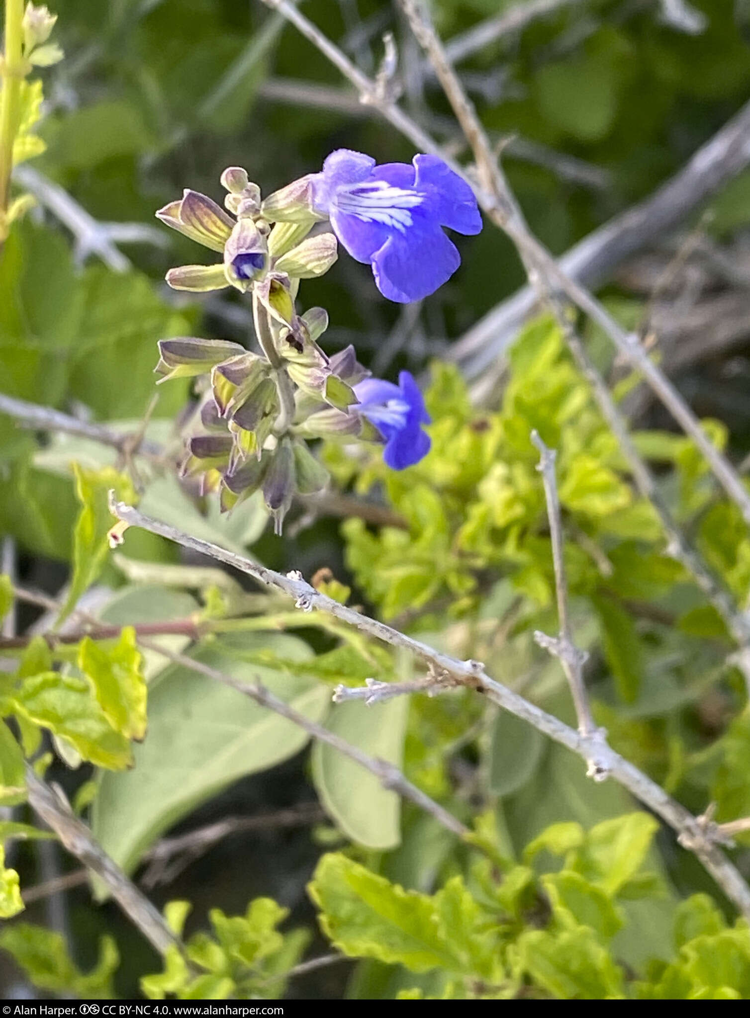 Image of Salvia similis Brandegee