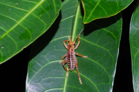 Image of Metriogryllacris (Metriogryllacris) magna (Matsumura & Shiraki 1908)