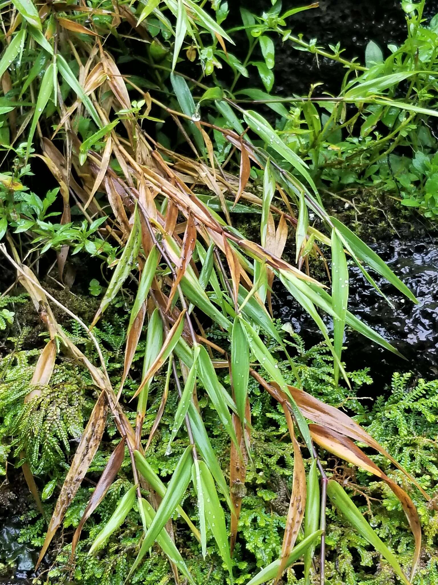 Image of Kauai Blood Grass