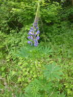 Image of Lupinus regalis Bergmans