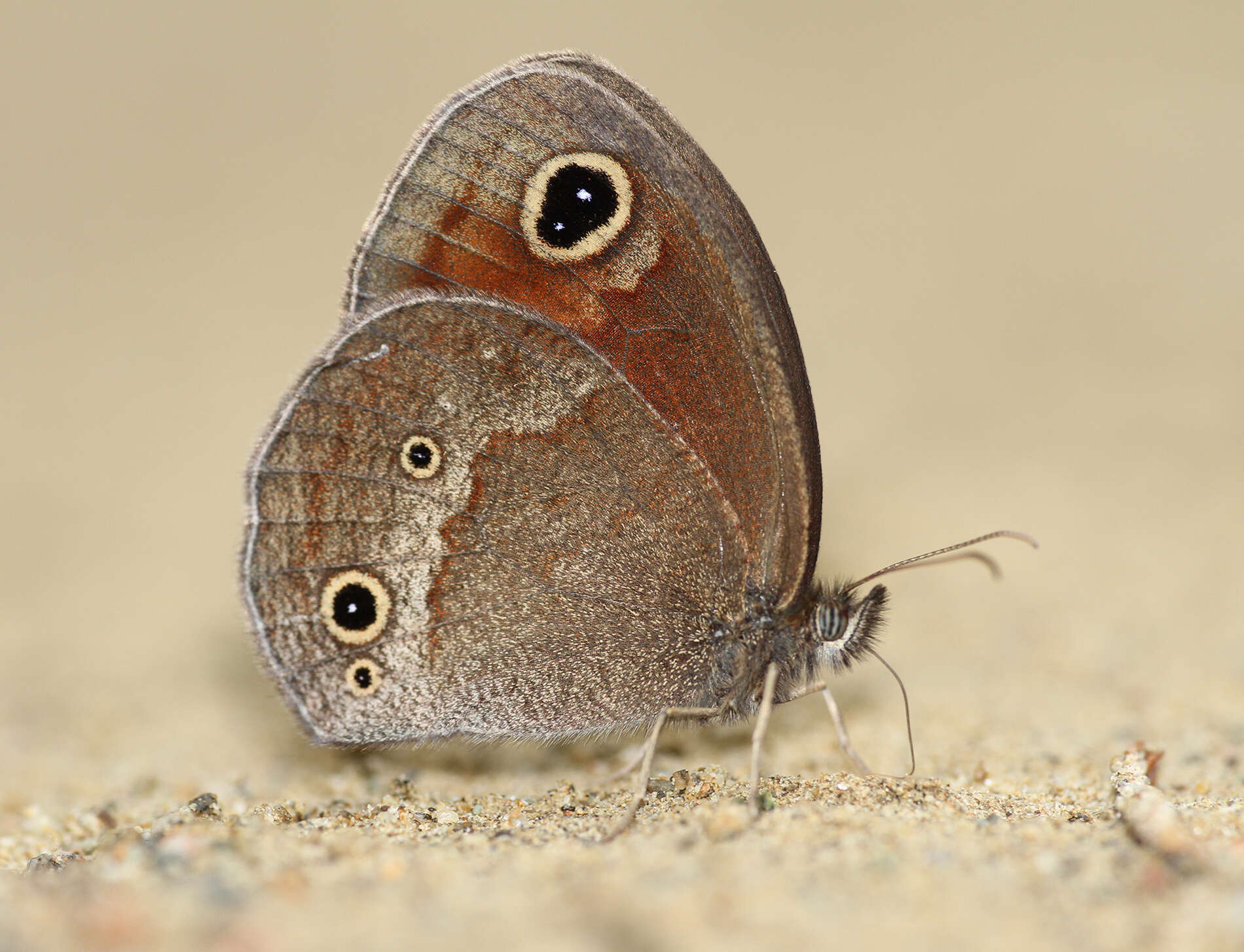 Image of Callerebia nirmala Moore 1865