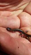 صورة Plethodon dorsalis Cope 1889