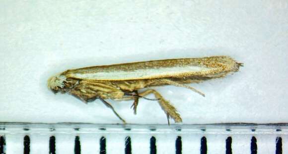 Image of Juniper webworm