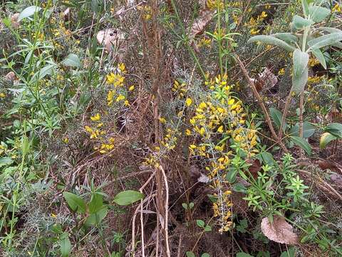 Image de Ulex argenteus subsp. argenteus