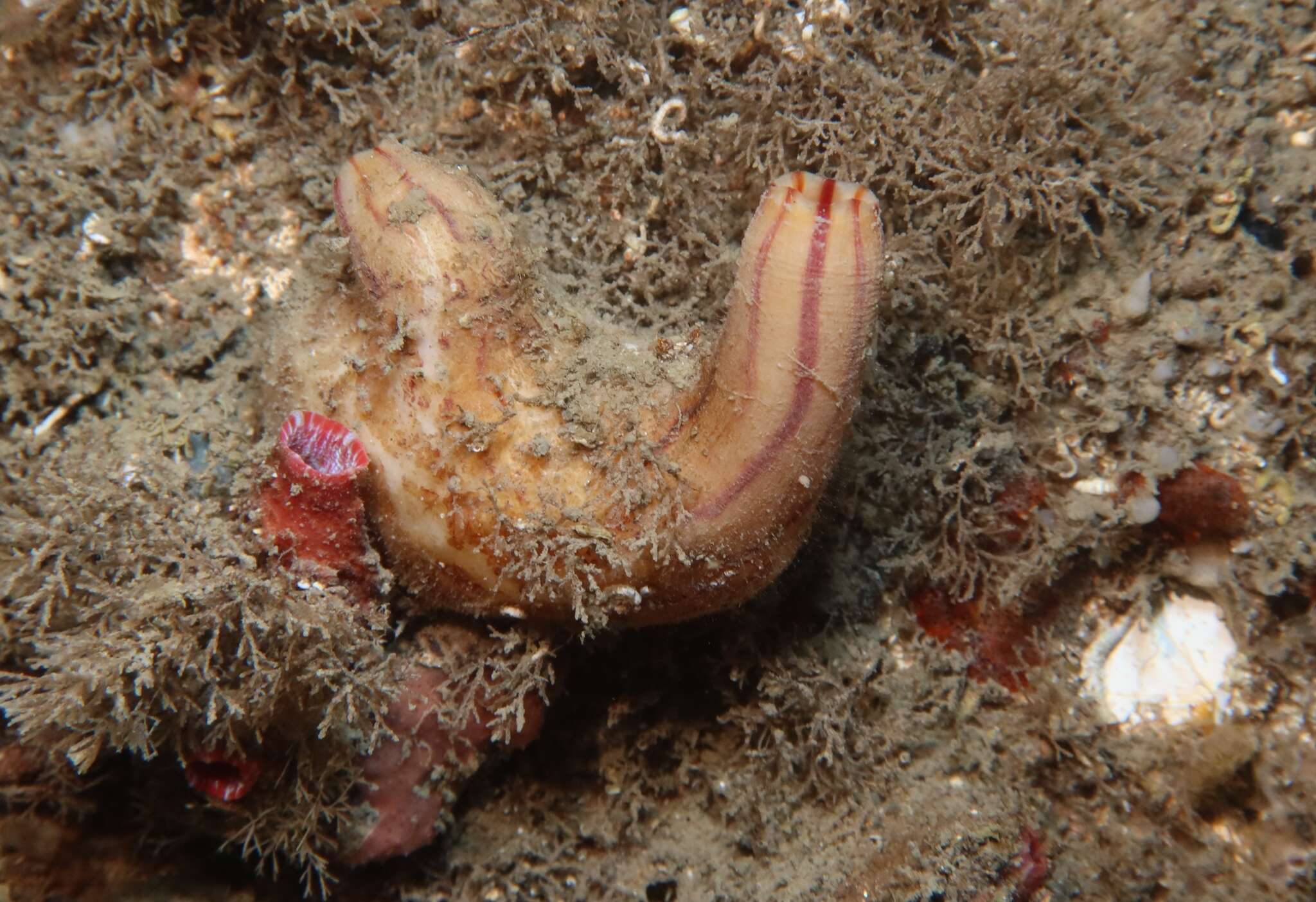 Image of grooved sea squirt