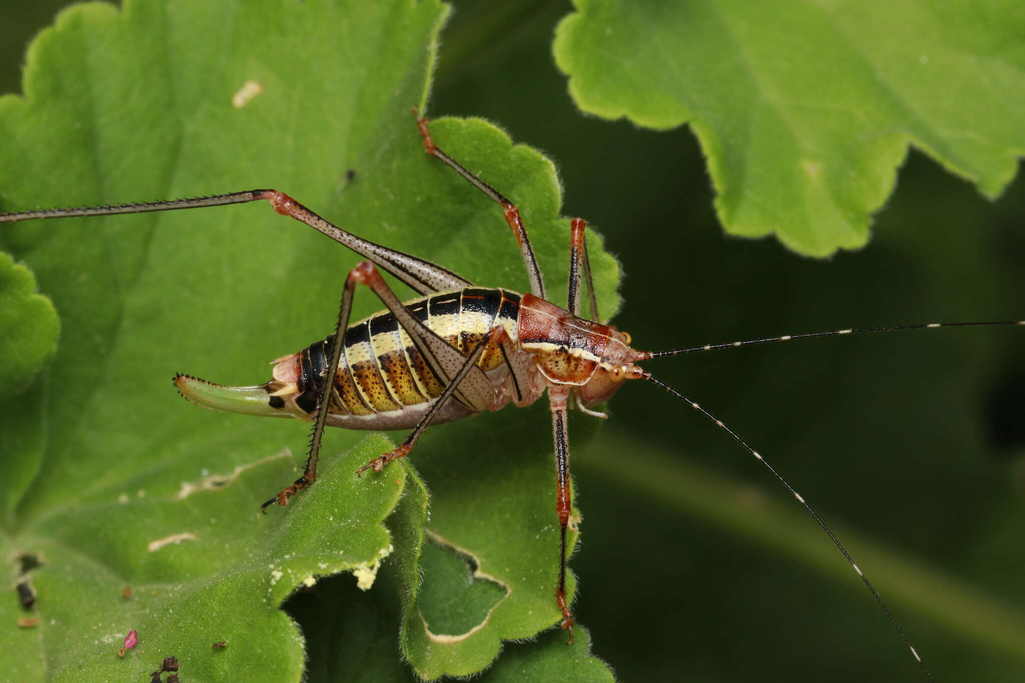 Image of Poecilimon (Poecilimon) laevissimus (Fischer 1853)