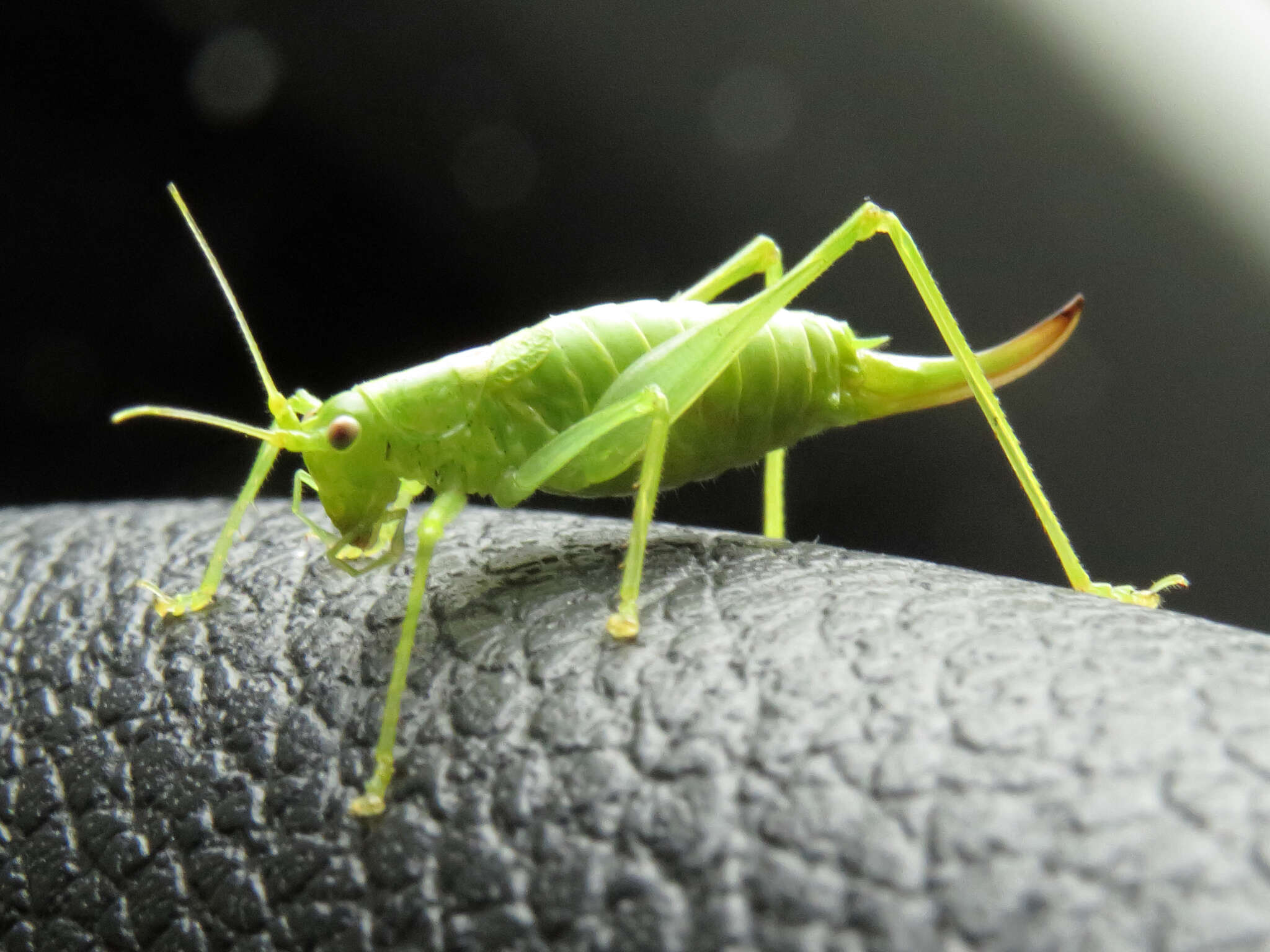 Image of southern oak bush-cricket