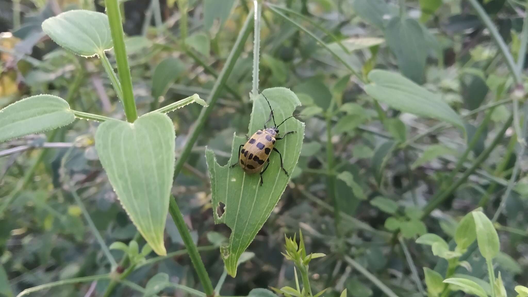 Image of <i>Meristata quadrifasciata</i>