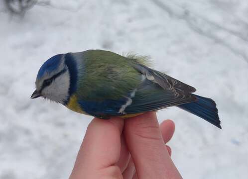 Image of Eurasian Blue Tit