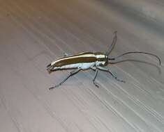 Image of Round-headed Apple Tree Borer