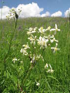 Clematis recta L. resmi