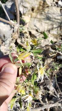 Image of wavyleaf blazingstar