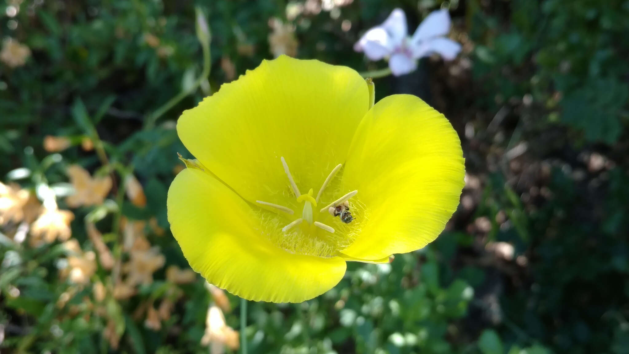 Image of goldenbowl mariposa lily