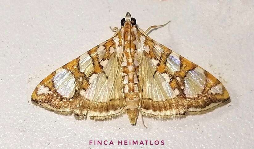 Image of Mulberry Leaftier Moth