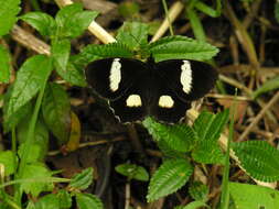 Image of Pedaliodes phaedra Hewitson 1870