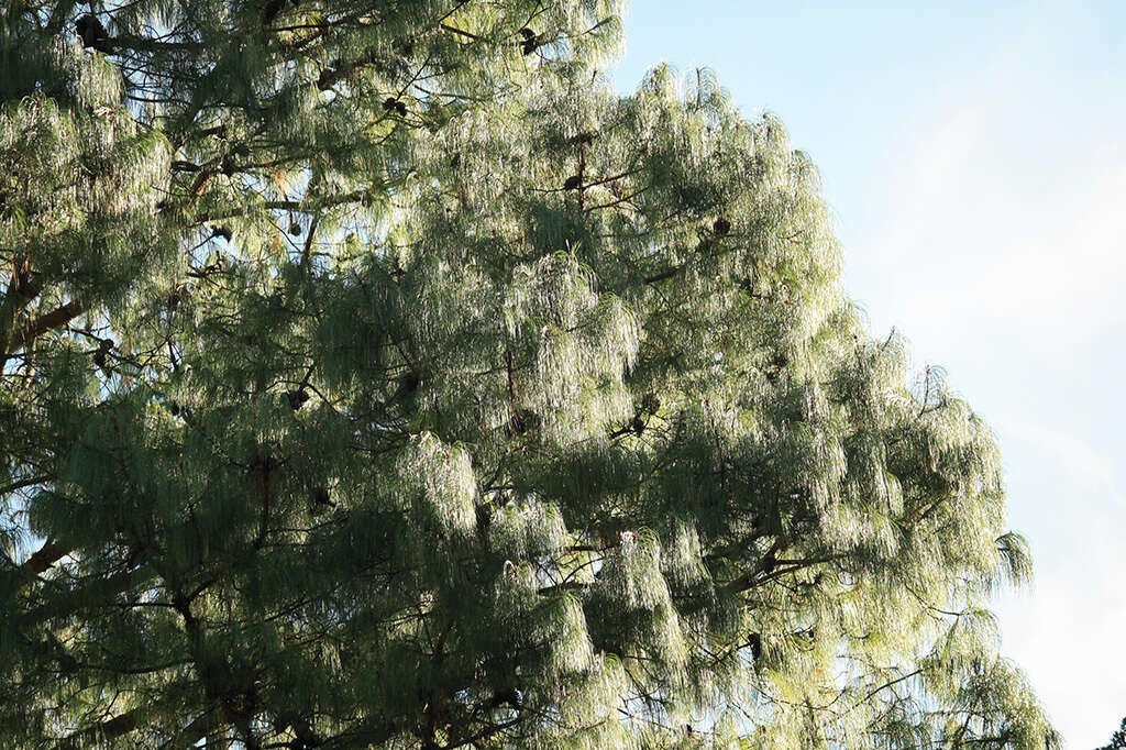 Image of Pinus patula var. patula