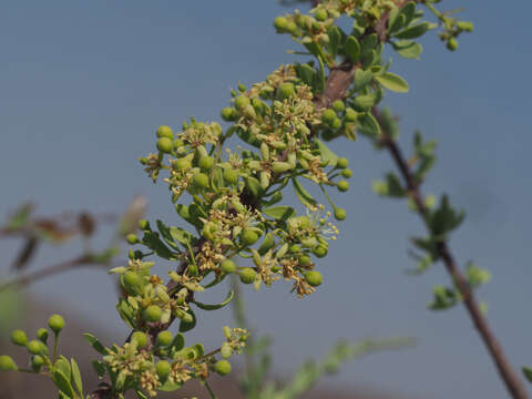 Image of Boscia foetida subsp. foetida