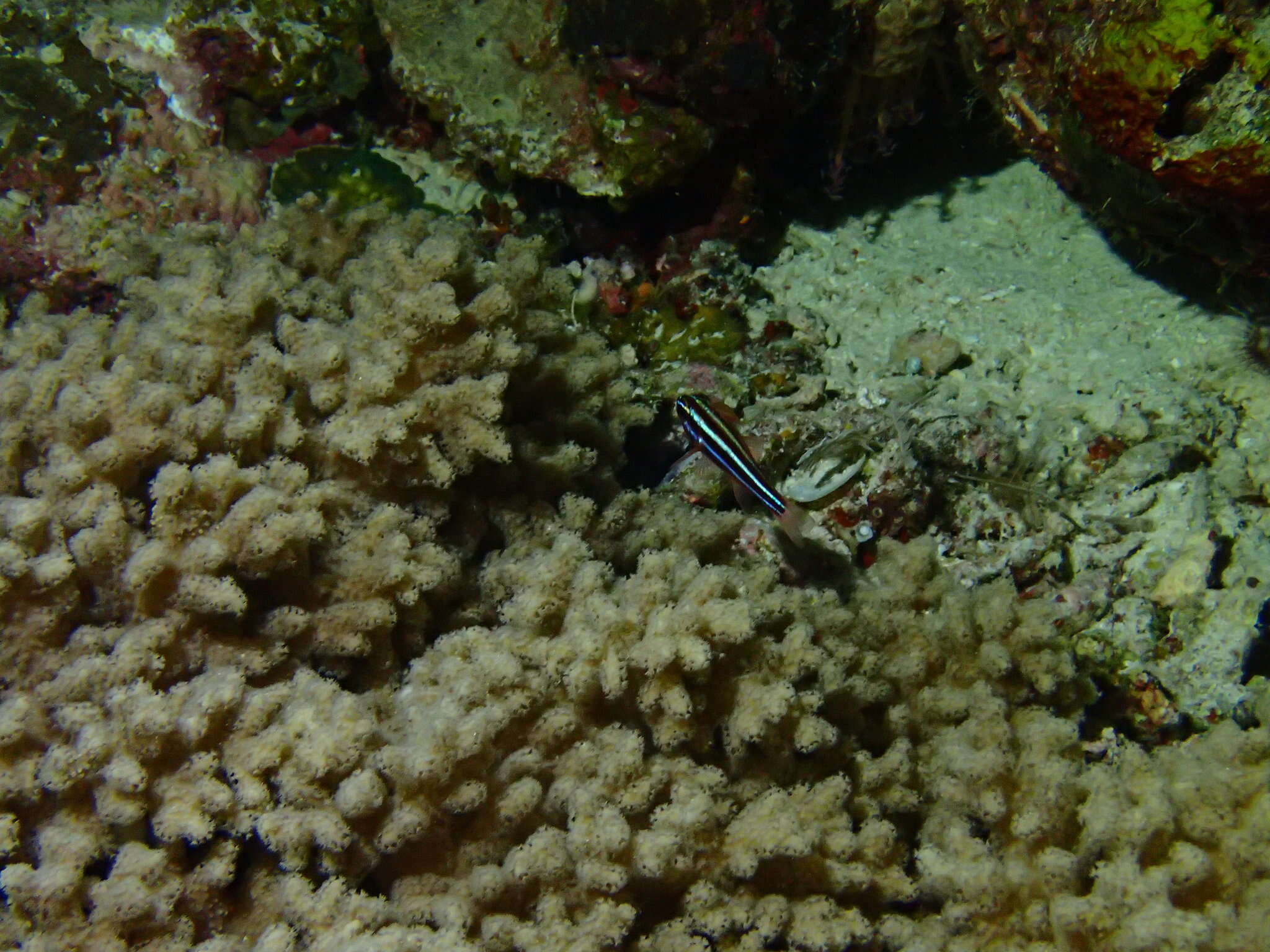 Plancia ëd Ostorhinchus nigrofasciatus (Lachner 1953)