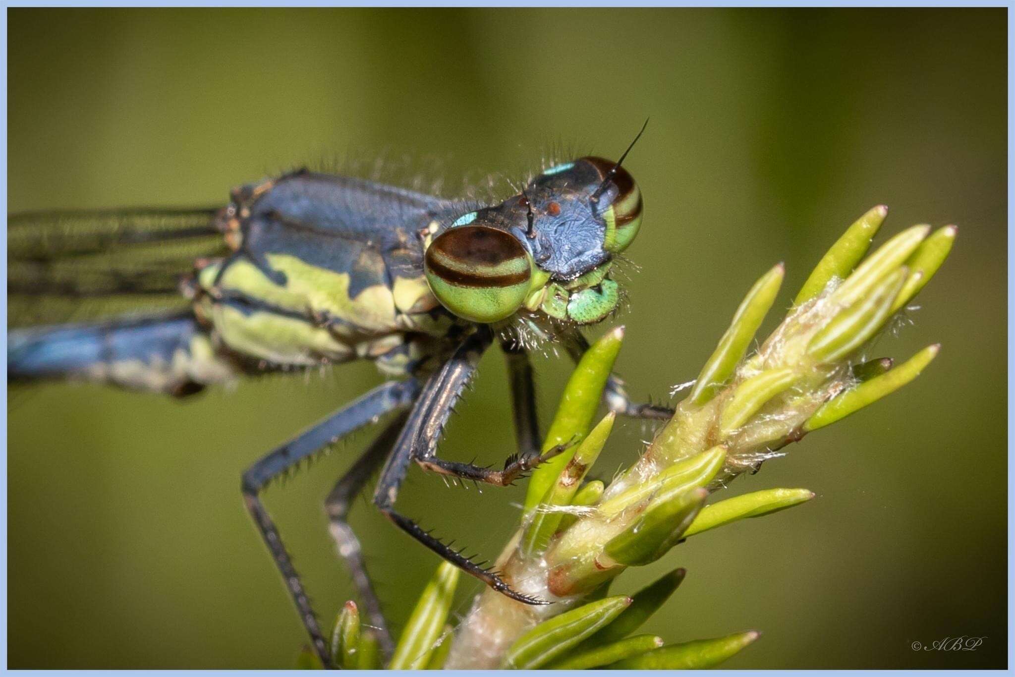 Image of Pseudagrion spernatum Selys 1881