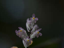 Image de Aerides ringens (Lindl.) C. E. C. Fisch.