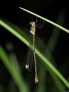 Image of Synlestes weyersii Selys 1868