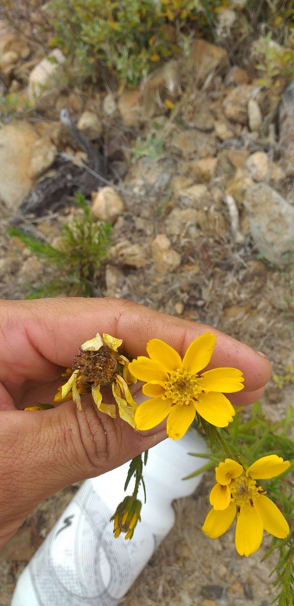 Image of Adenothamnus validus (T. S. Brandeg.) Keck