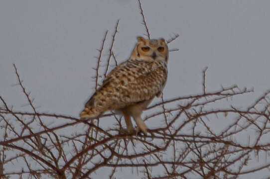 Image of Pharaoh Eagle-Owl