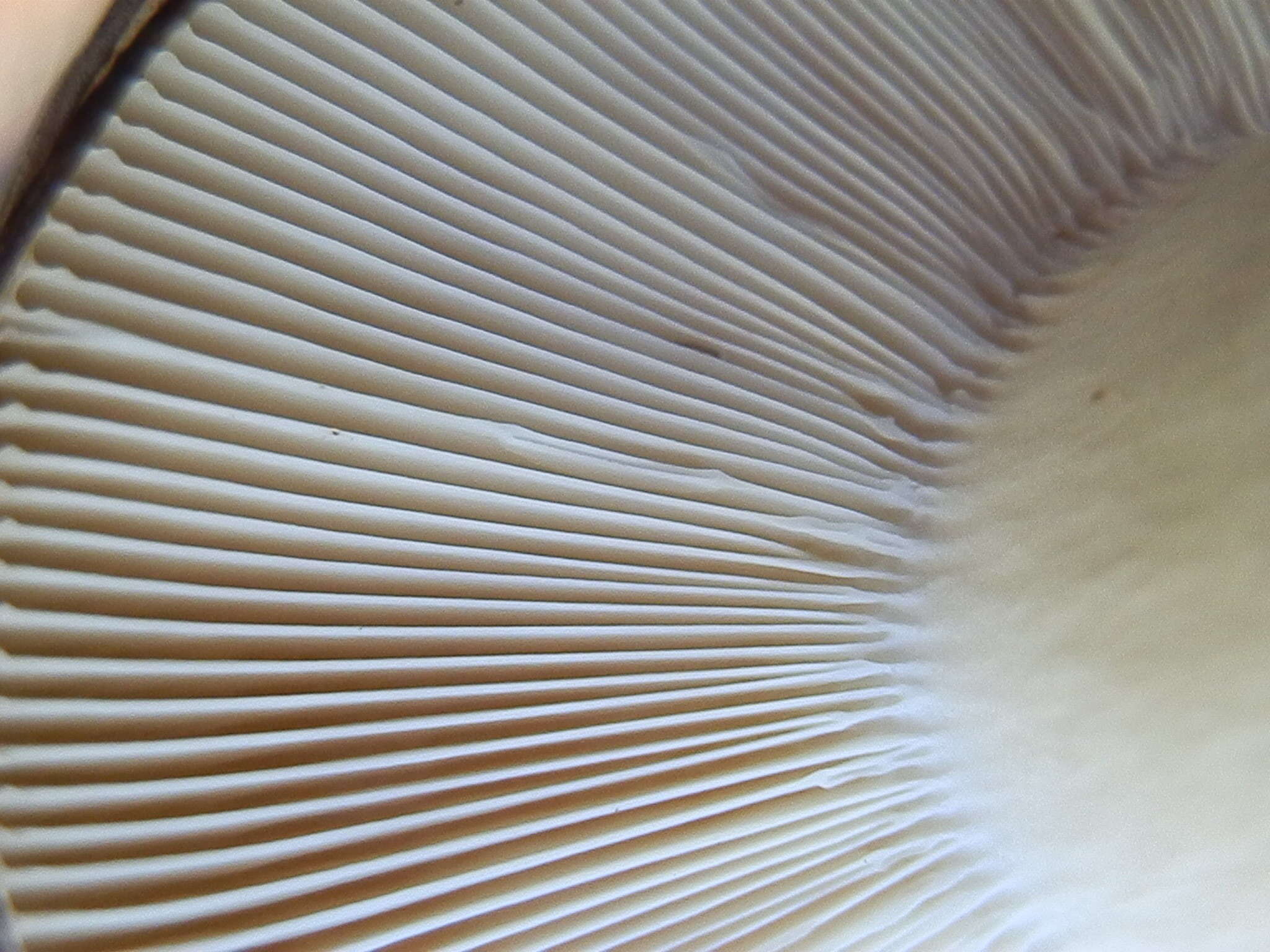 Image of Russula atroglauca Einhell. 1980