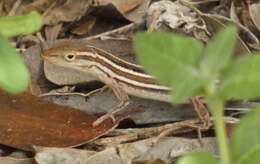 Image of Five-striped grass anole