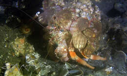 Image of Banded eyestalk hermit crab