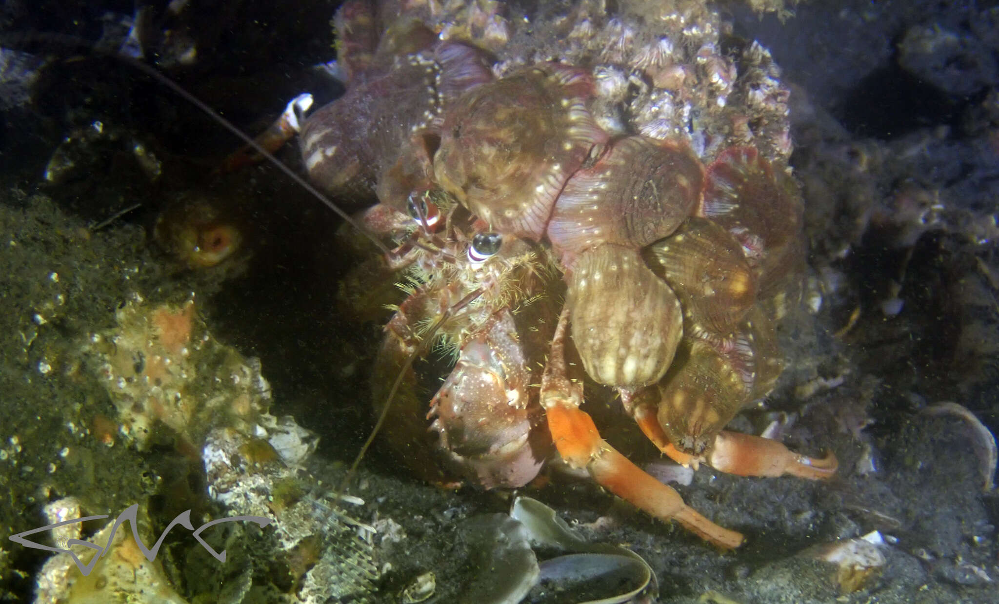 Image of Banded eyestalk hermit crab