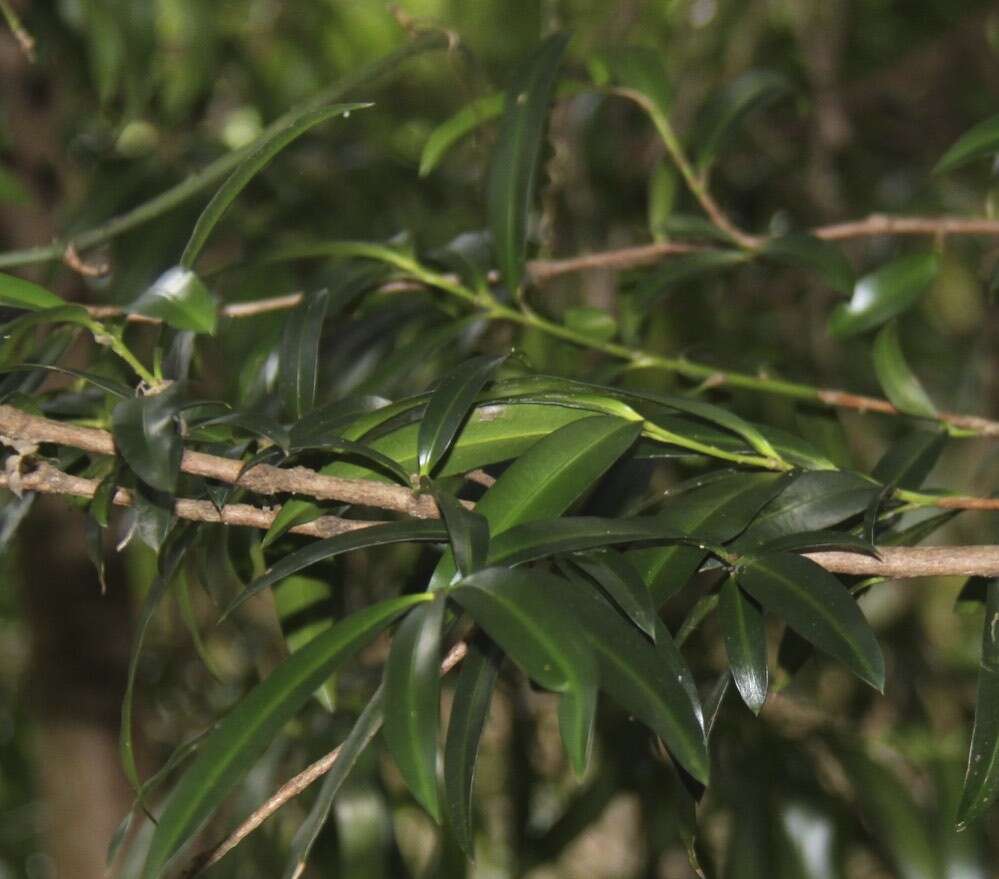 Plancia ëd Podocarpus elatus R. Br. ex Endl.