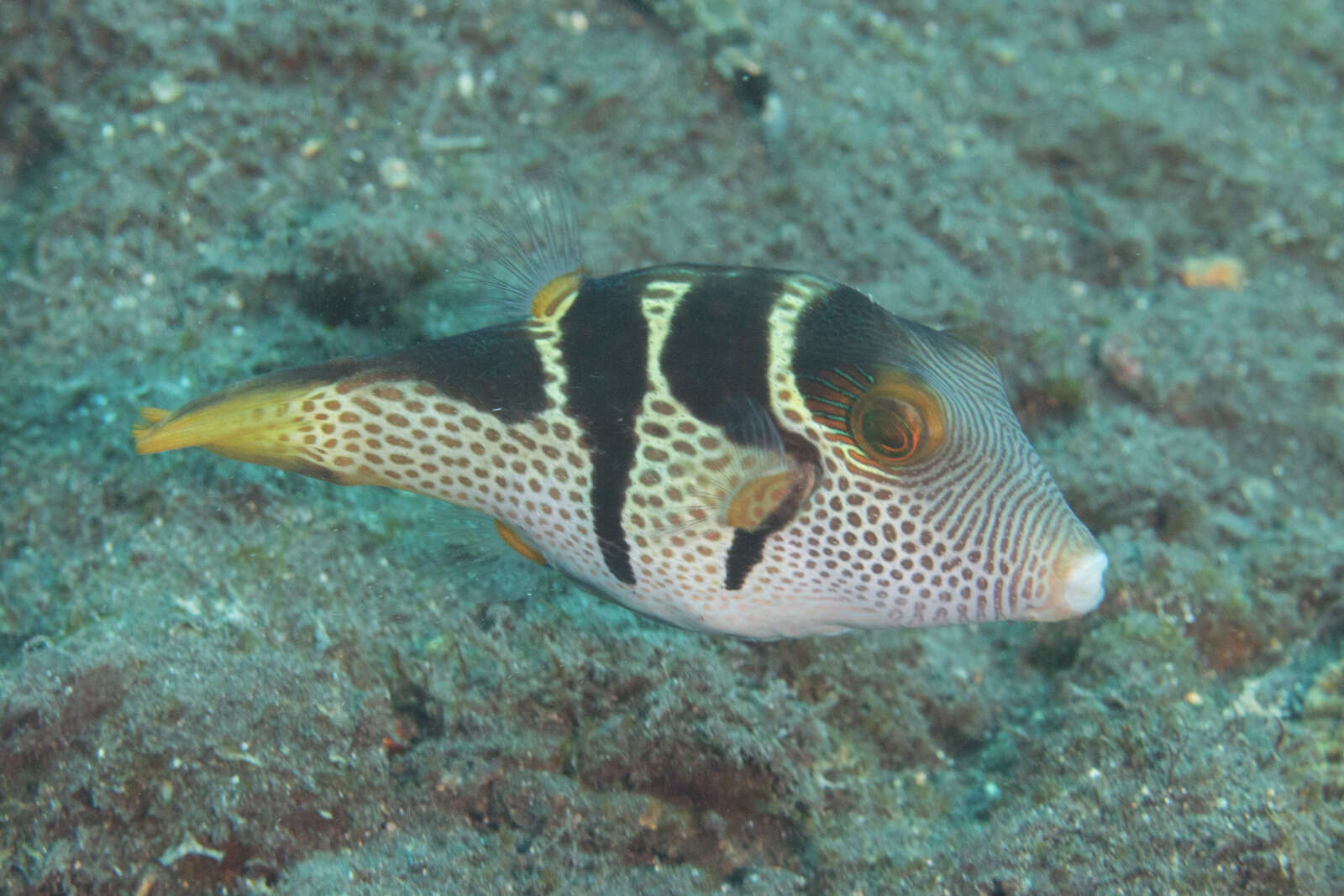 Image of Banded Toby