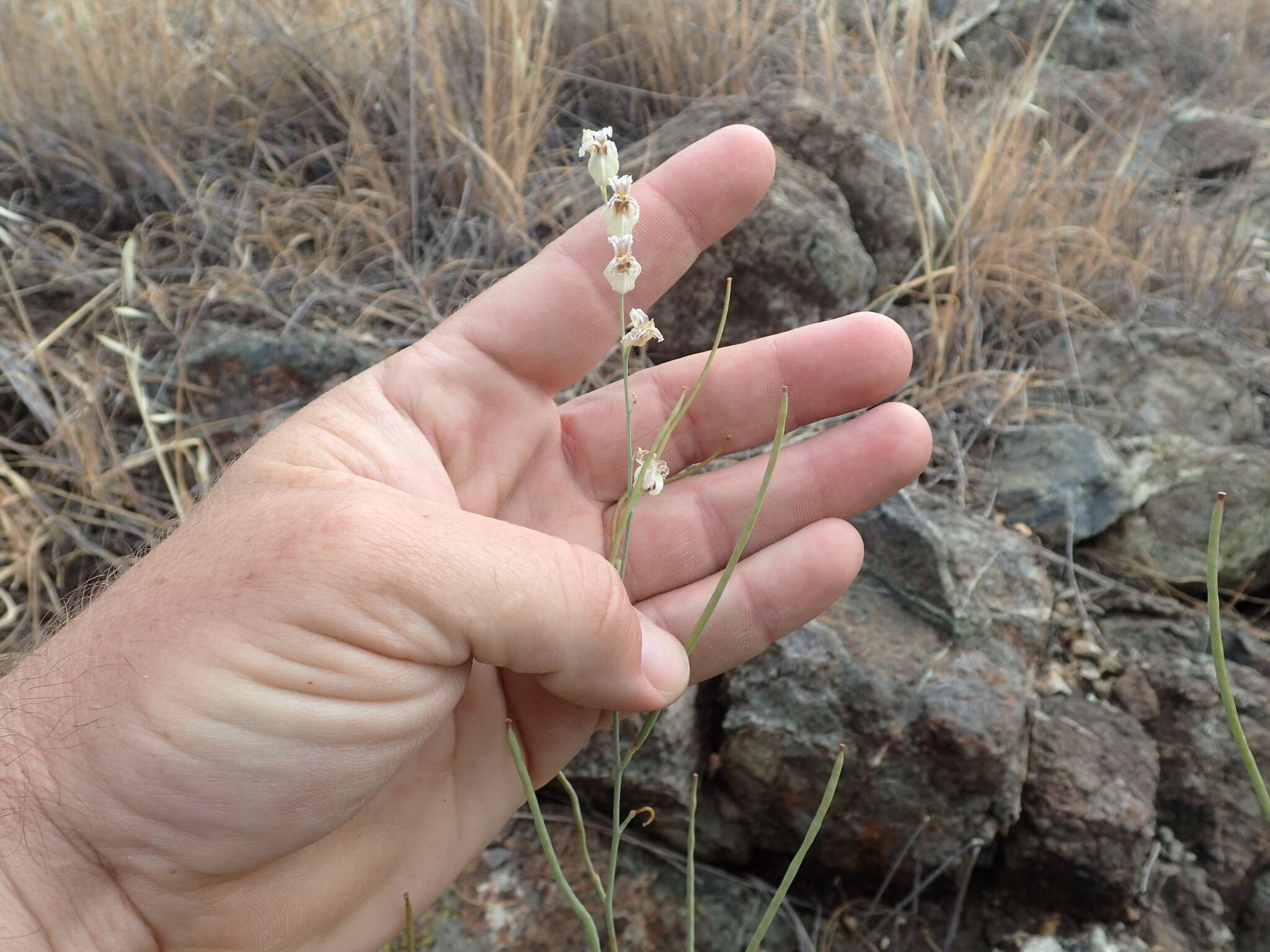 Image of Metcalf Canyon jewelflower