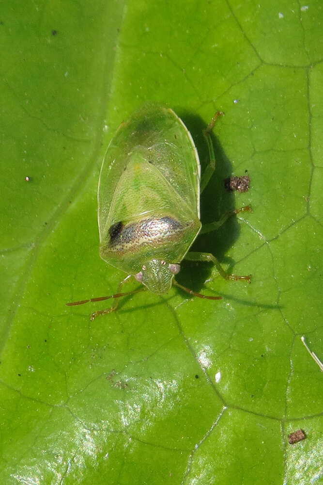 Image of Red-banded Stink Bug