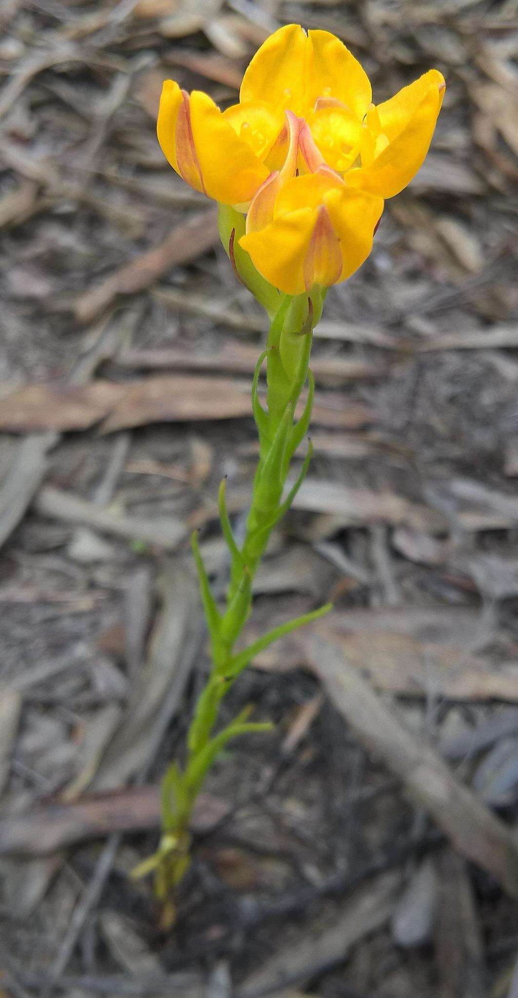 Image of Ceratandra grandiflora Lindl.