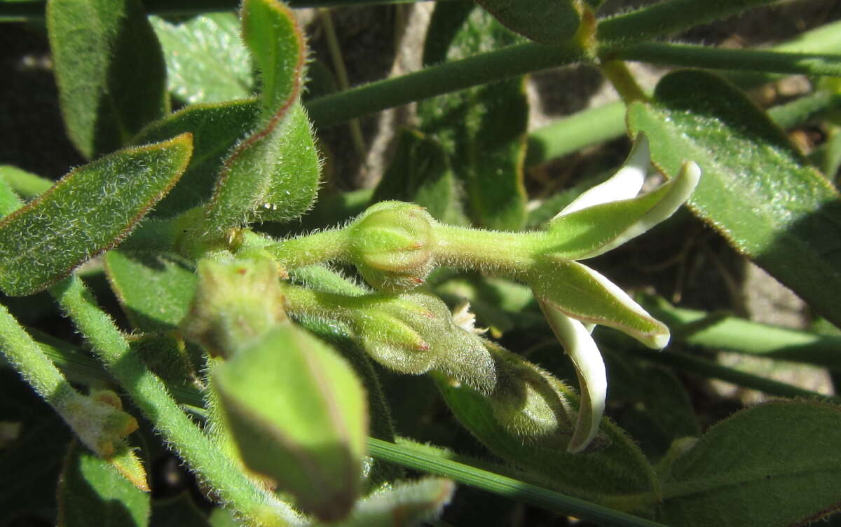 Image of Orthanthera jasminiflora (Decne.) Schinz