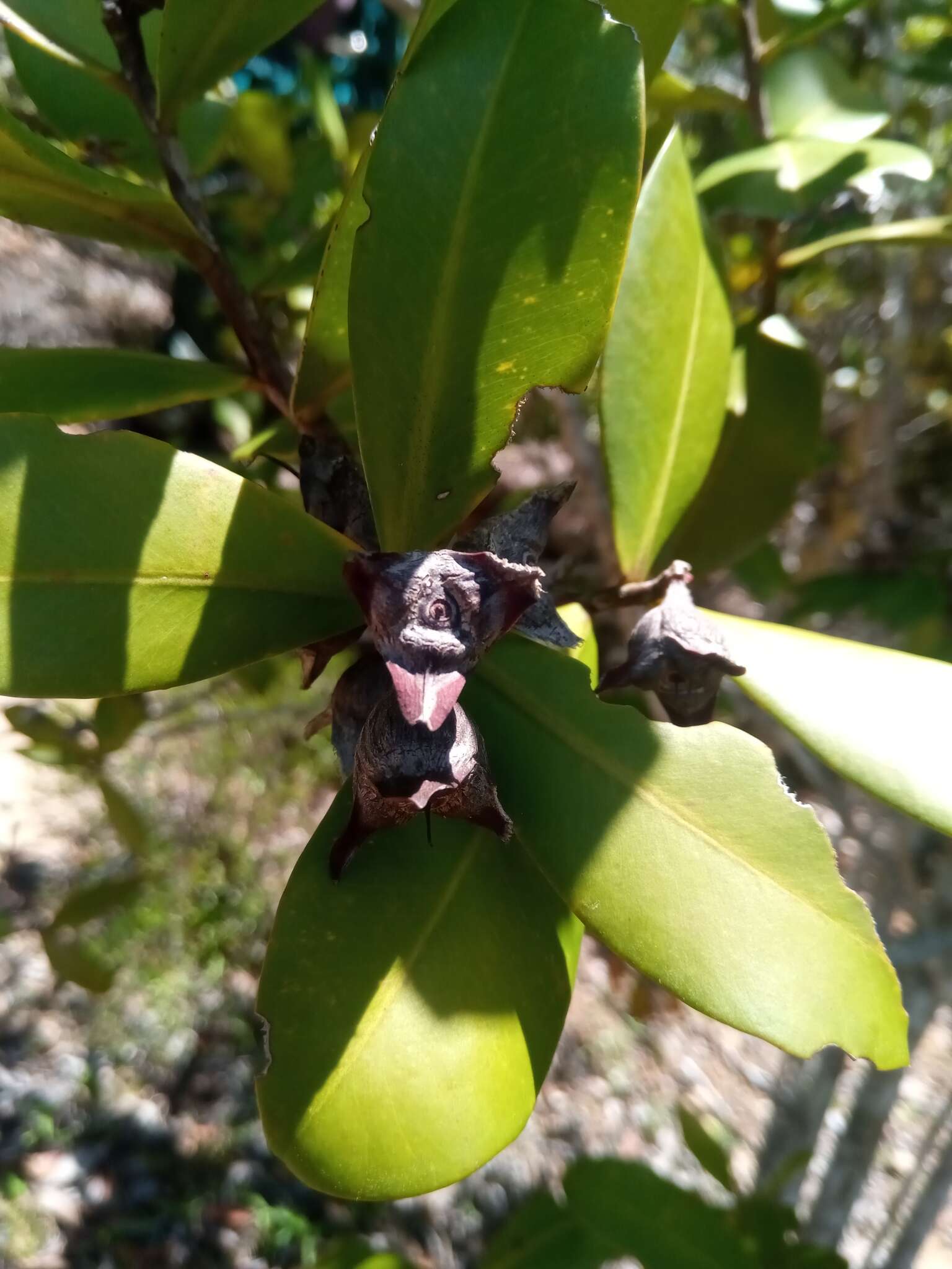 Image of Foetidia obliqua Blume