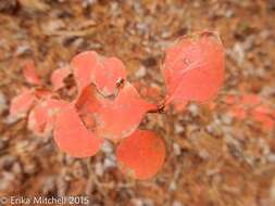 Image of Japanese barberry