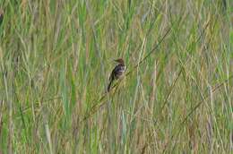 Image of Lesser Black-backed Cisticola