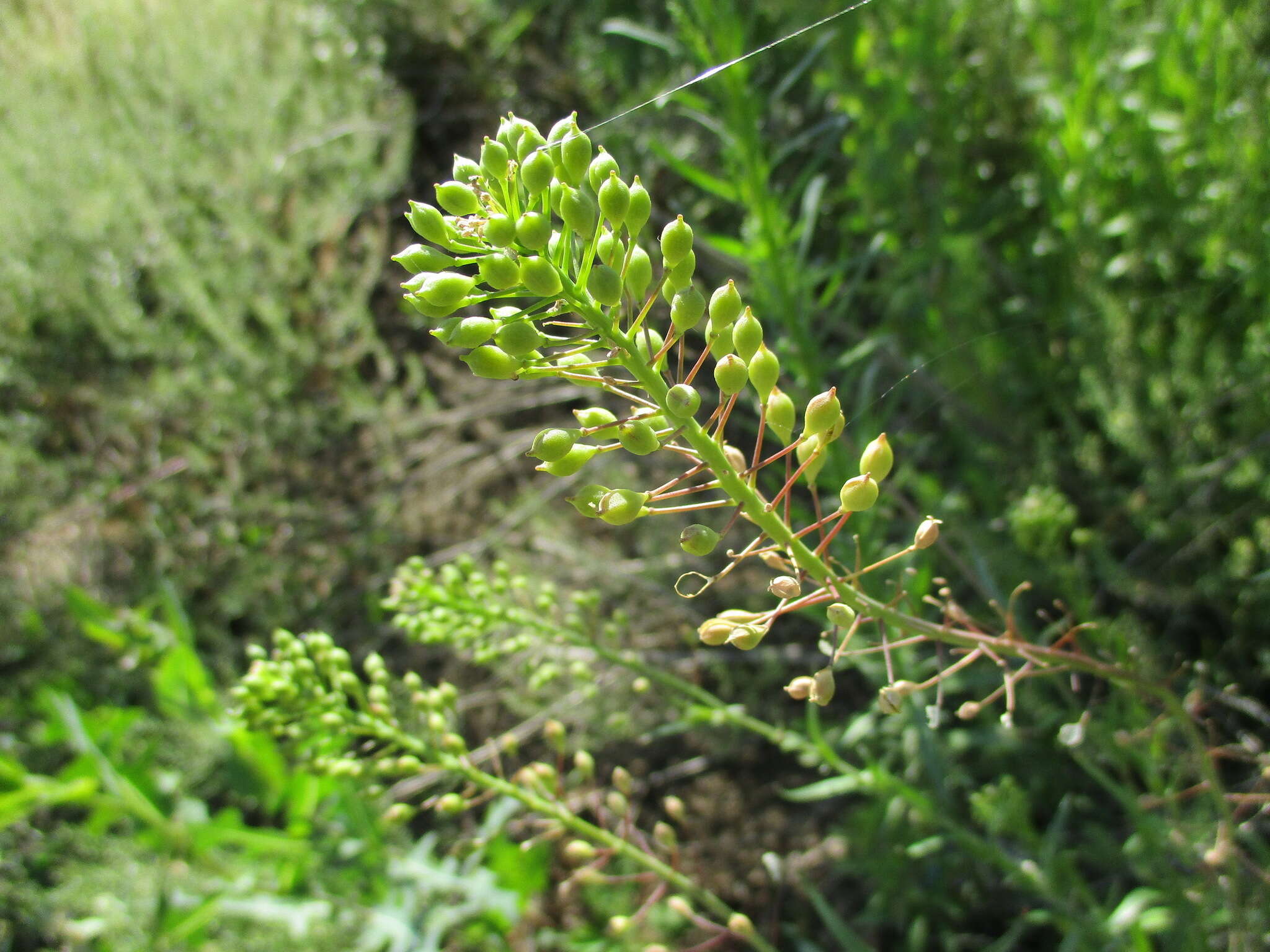 Image of false flax