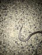 Image of Pale-headed Snake