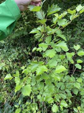 Image of Crataegus coccinea L.