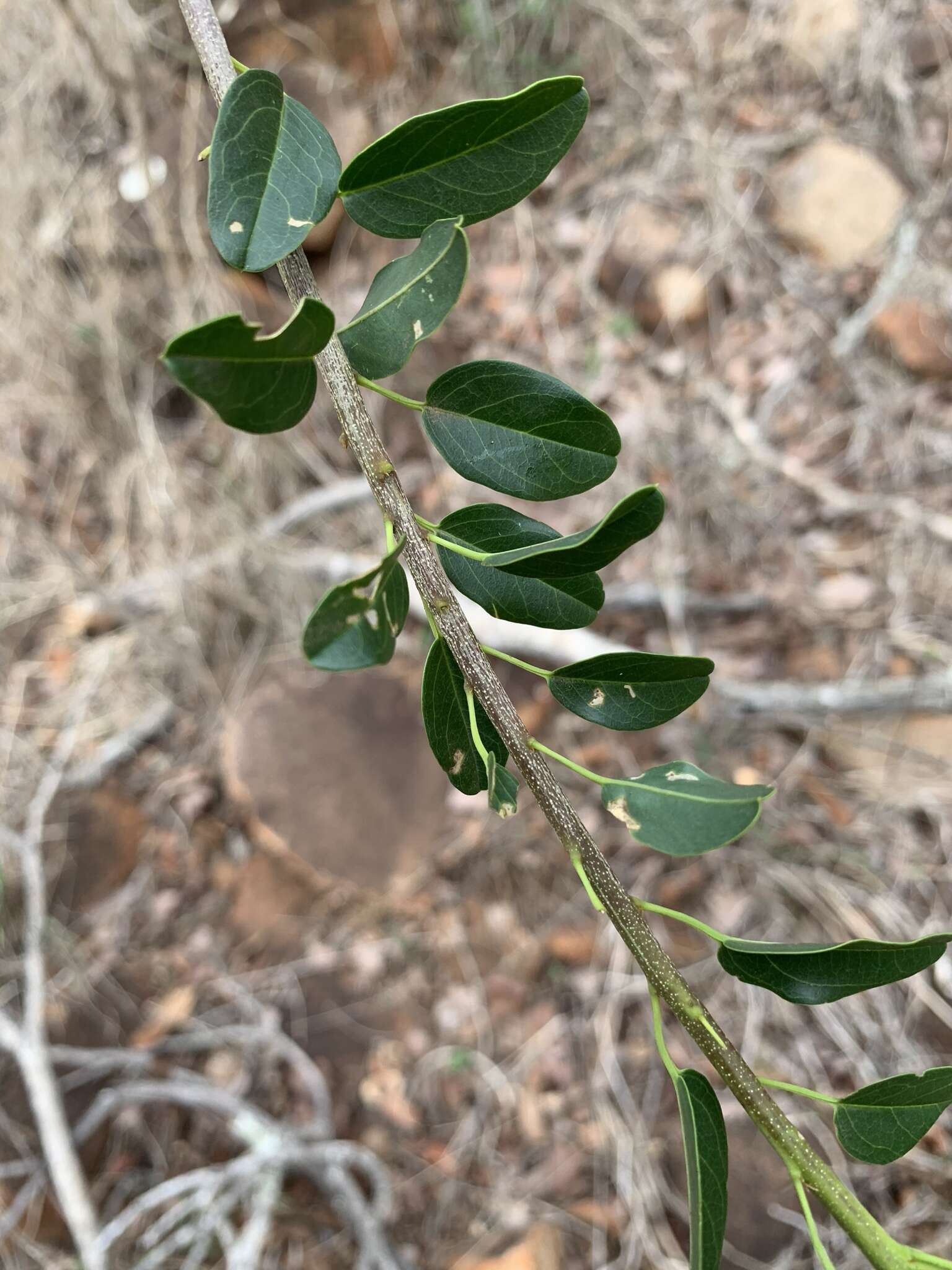 Imagem de Maerua angolensis DC.