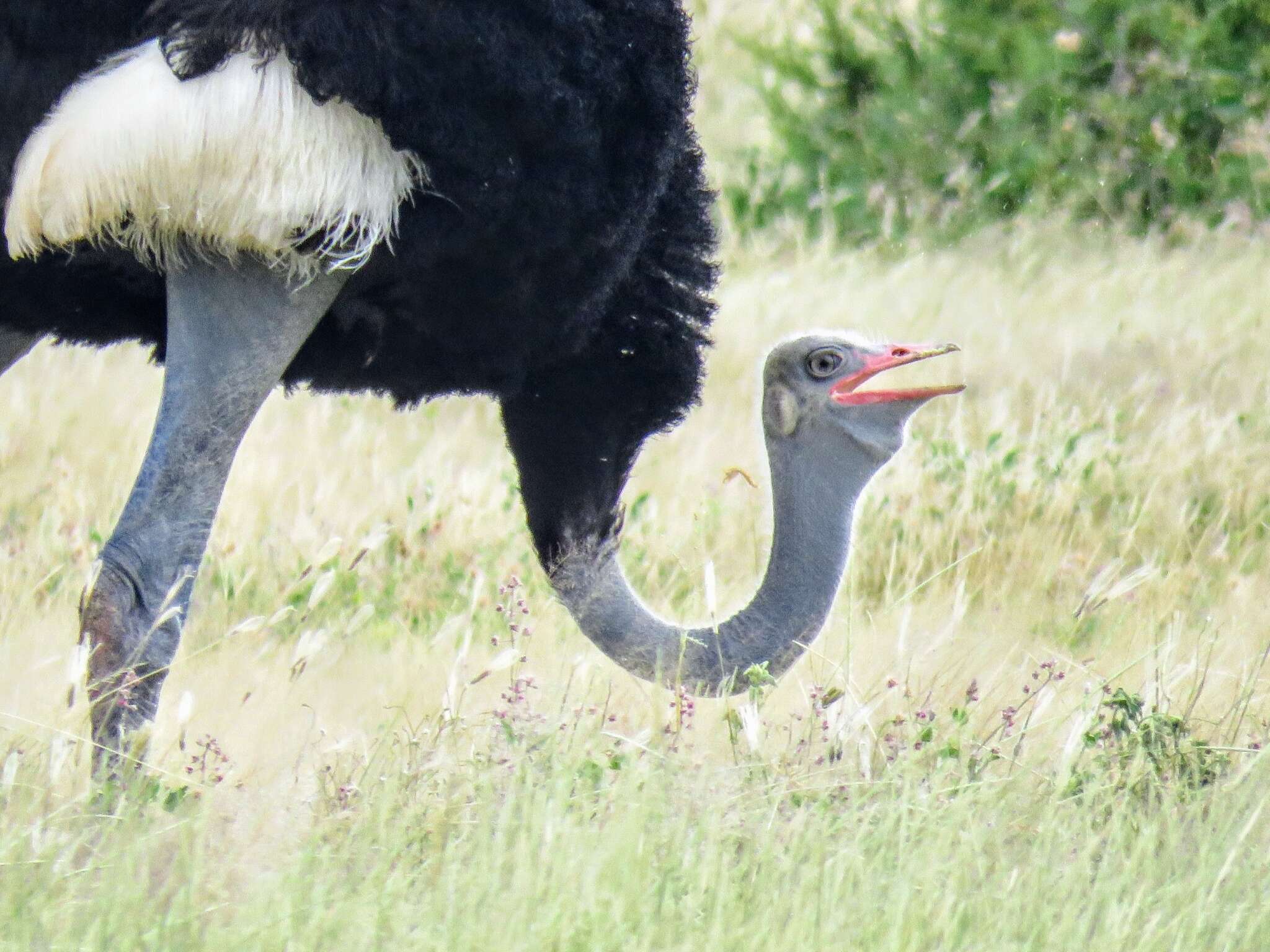 Image of Somali Ostrich