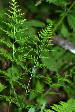 Image of Dennstaedtia wilfordii (T. Moore) H. Christ