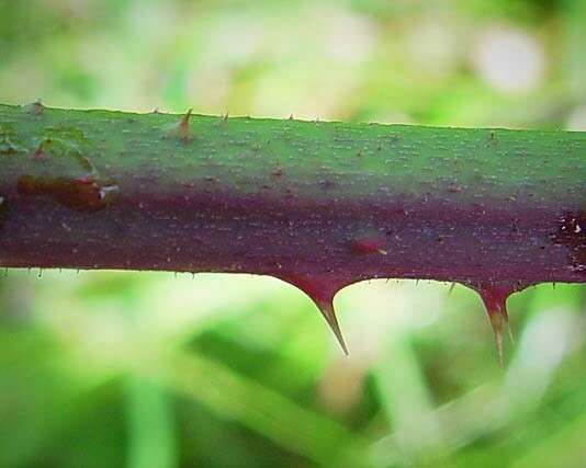 Image de Rubus radula Weihe ex Boenn.